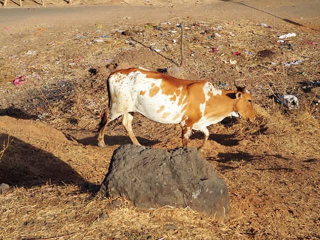 गाय के लिए लड़ रही है दो महिलांए..डीएनए टेस्क के बाद होगा फैसला गाय के लिए लड़ रही है दो महिलांए..डीएनए टेस्क के बाद होगा फैसला