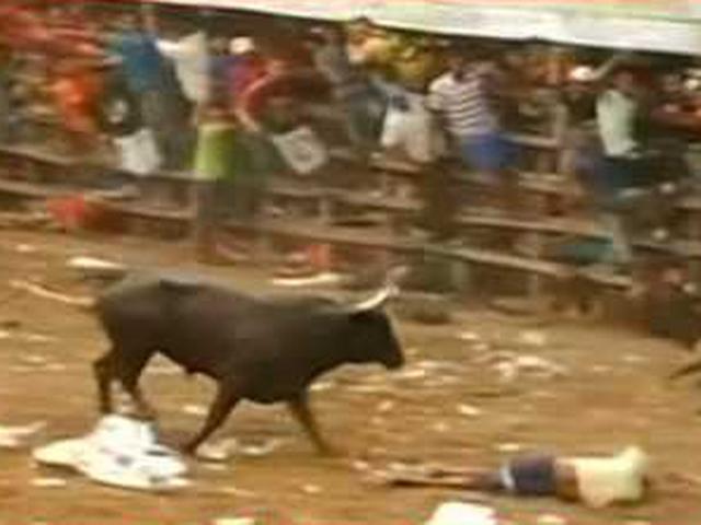 सांड़ों को काबू में लाए जाने वाले खेल जल्लीकट्टू के दौरान तमिलनाडु में 90 लोग घायल सांड़ों को काबू में लाए जाने वाले खेल जल्लीकट्टू के दौरान तमिलनाडु में 90 लोग घायल