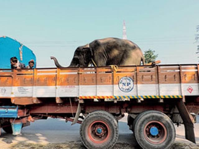 सुनंदा के बाद अब हाथी के विवाद में फंसे थरूर सुनंदा के बाद अब हाथी के विवाद में फंसे थरूर