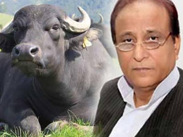 आजम खान का तबेला फिर से गुलजार: गुमशुदा भैंसों की बरामदगी के साथ यूपी पुलिस महकमे ने चैन की सांस ली आजम खान का तबेला फिर से गुलजार: गुमशुदा भैंसों की बरामदगी के साथ यूपी पुलिस महकमे ने चैन की सांस ली