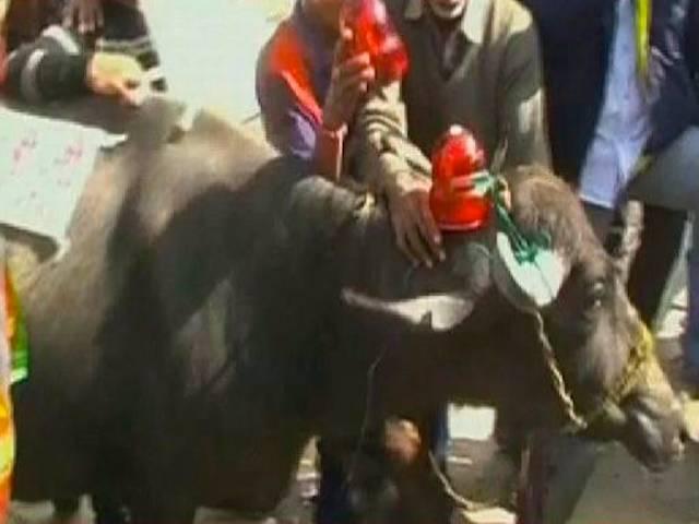 व्यंग्य: भैंस पर लालबत्ती व्यंग्य: भैंस पर लालबत्ती