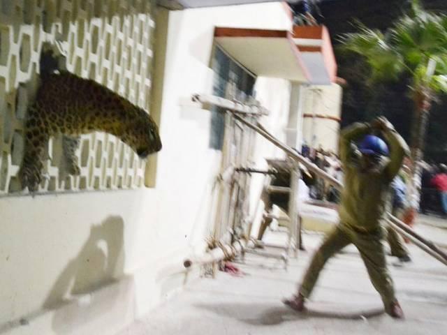 मेरठ की बेबसी: ख़ूंख़ार तेंदुए को लाठी से खदेड़ती पुलिस मेरठ की बेबसी: ख़ूंख़ार तेंदुए को लाठी से खदेड़ती पुलिस