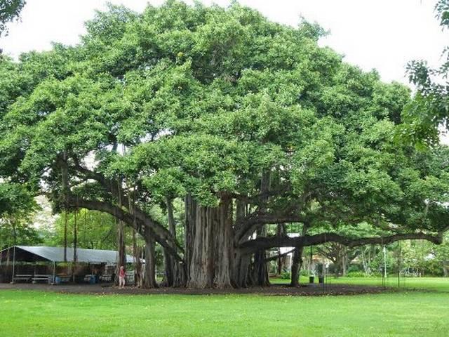 ओडिशा में 500 वर्ष पुराने बरगद के पेड़ को पर्यटन स्थल का दर्जा मिला ओडिशा में 500 वर्ष पुराने बरगद के पेड़ को पर्यटन स्थल का दर्जा मिला