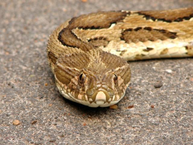 100 मीटर दूर से सांप को सूंघ लेता है शंकर _man _who _smells _snakes _from _100 _meters _away