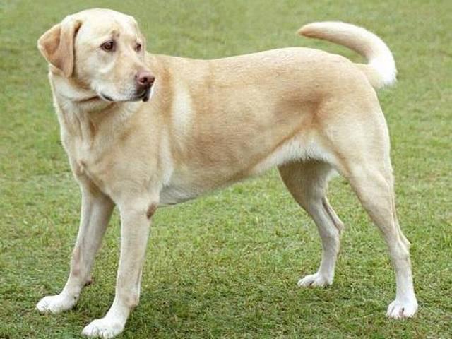 अमेरिका में कुत्ते की मदद से पकड़ी जा रही है पोर्न सामग्री Newyork_dog_child_porn_material