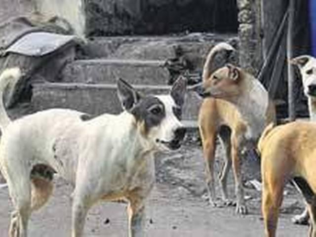 आवारा कुत्तों के हमले में 12 साल के लड़के की मौत _stray _dogs _kill _12 _year _old