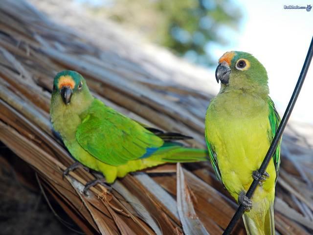 पशु-पक्षियों की 'मिमिक्री' का हुनर! animal_bird_vocal