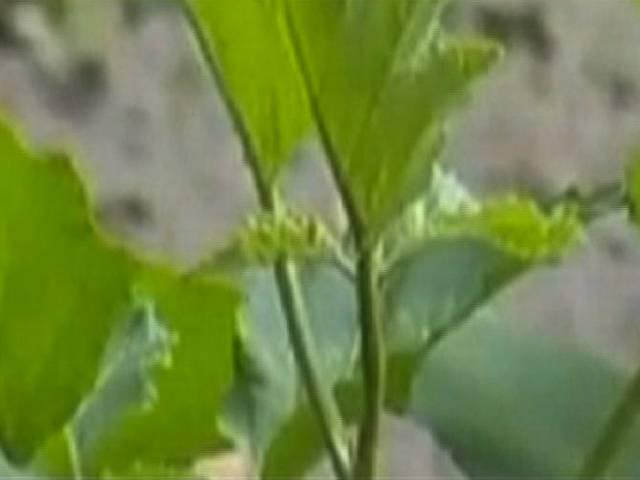 क्या जीएम फसलों के ट्रायल पर नरेंद्र मोदी सरकार ने संघ के आगे घुटने टेक दिए? gm_narendra modi_bjp
