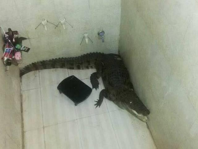 'जब बाथरुम खोला तो अंदर मिला मगरमच्छ' CROCODIAL_FOUND_IN_BATHROOM