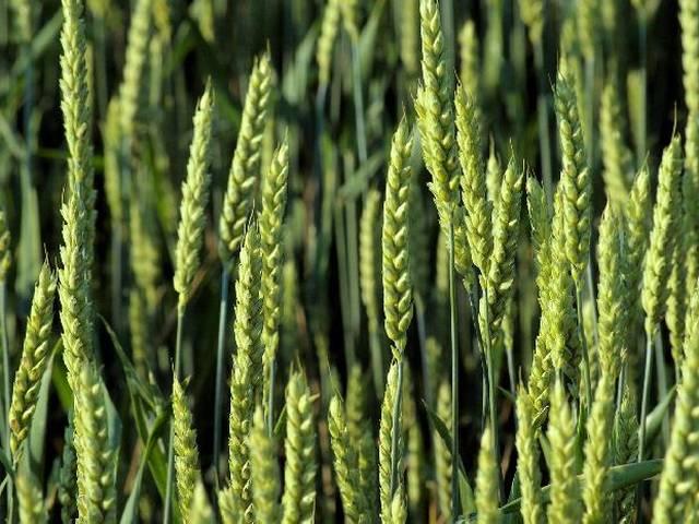 जीएम फसलों पर कोई फैसला नहीं : जावड़ेकर no _decision _on _gm _crops