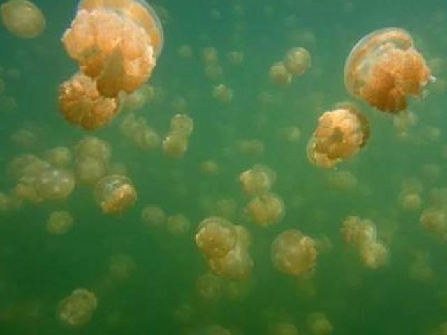 मिल गई भारत की पहली जेलीफिश झील first_jellyfish_lake_discovered
