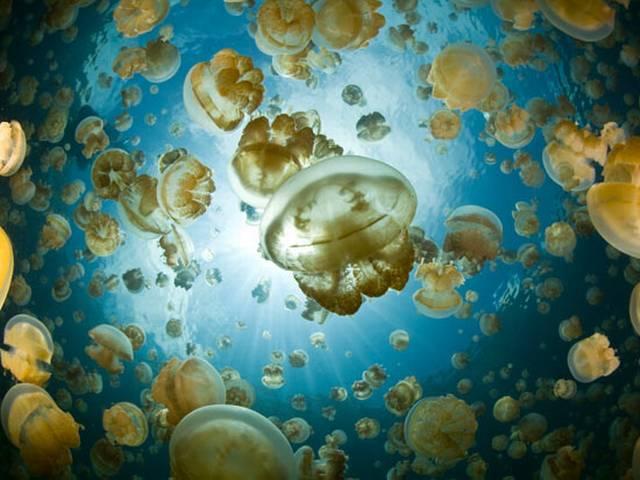 भारत की पहली जेलीफिश झील की खोज _Scientists _discovers _first _Jellyfish _lake _of _India
