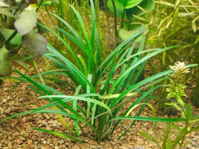 जींस के माध्यम से बात करते हैं पौधे! plants_resarch_genes