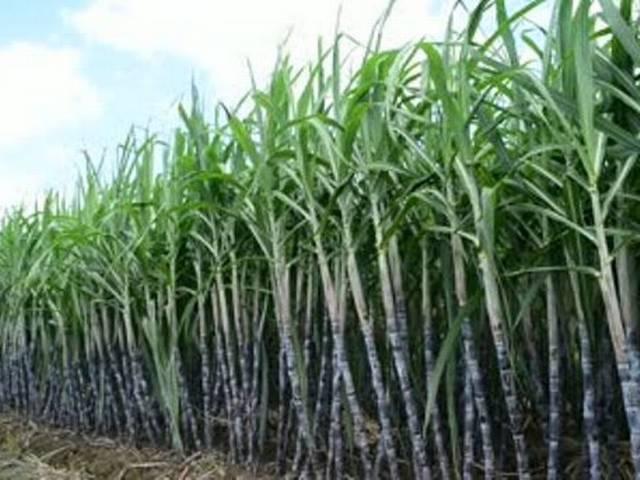 अगले सत्र में गन्ना बीज की हो सकती है भारी कमी : विशेषज्ञ sugarcane crop_monsoon