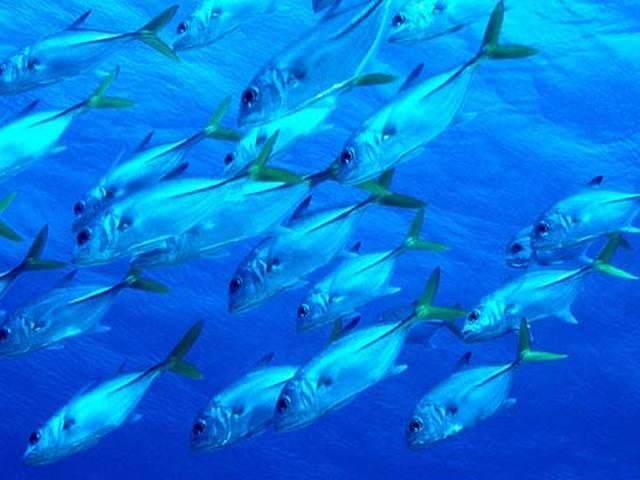 समुद्री जीवों को खतरे में डाल सकता है आपका सनस्क्रीन your sunscreen could be dangerous for Marine organisms