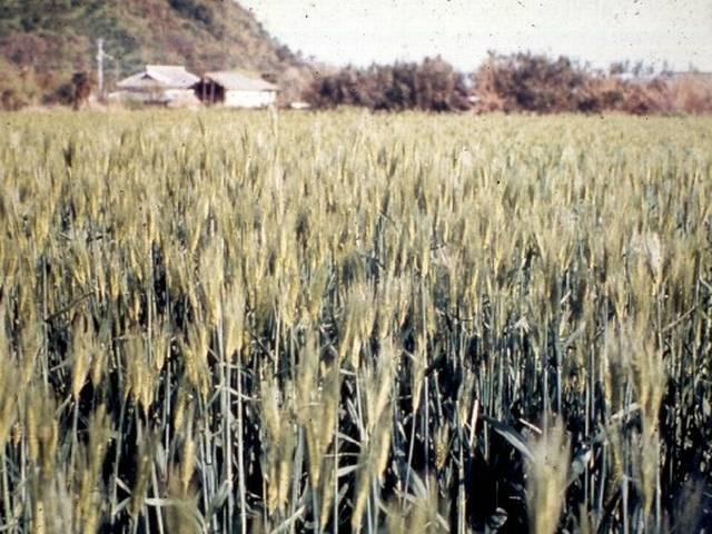 दूसरी हरित क्रांति के लिए जैवप्रौद्योगिकी फसलों की वकालत farming_ranchi