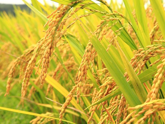 दक्षिण अफ्रीका के किसानों को ट्रेनिंग देगा बिहार का किसान bihar farmer