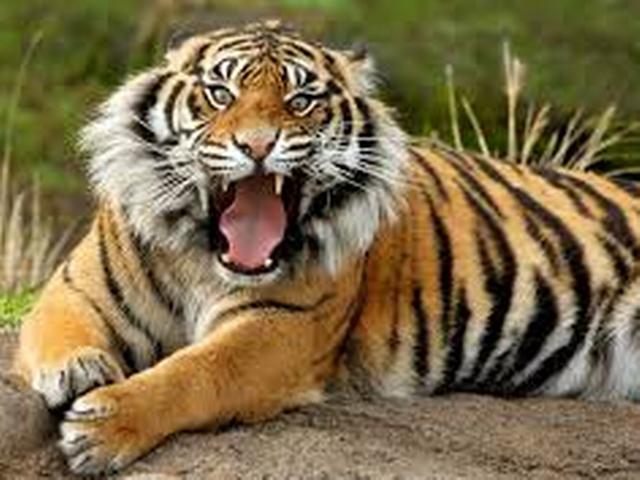सफेद बाघिन और पीले बाघ के मिलन से जन्मे चार शावक zoological park_Tiger_child