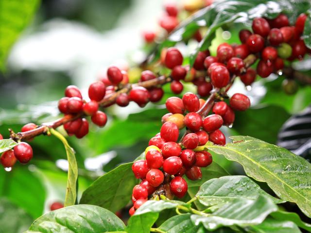 कॉफी के जिनोम का पूरा चित्रण किया वैज्ञानिकों ने coffee
