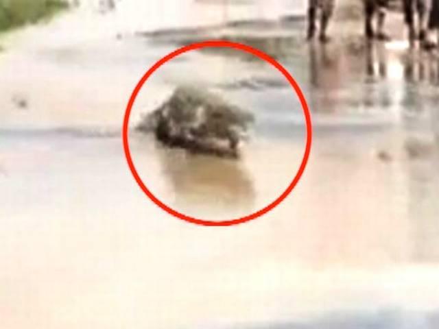 शहर में सड़क पर मगरमच्छ crocodile on road