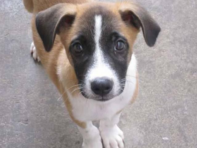 राजस्थान के चिकित्सा एवं स्वास्थ्य मंत्री का गायब कुत्ता बरामद rajasthan_minister_dog_found