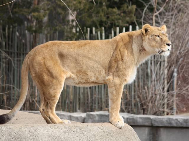 6 वर्ष पहले शेरनी ने बख्शी थी जिंदगी lion-delhi