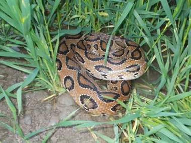 ..जब कार में सवार हुआ अजगर python_car