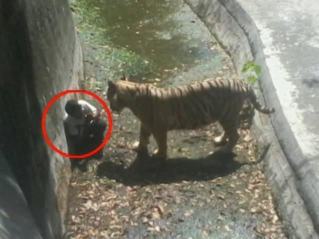 युवक के बाघ का शिकार होने के बाद अधिकारियों ने की समीक्षा zoo accident