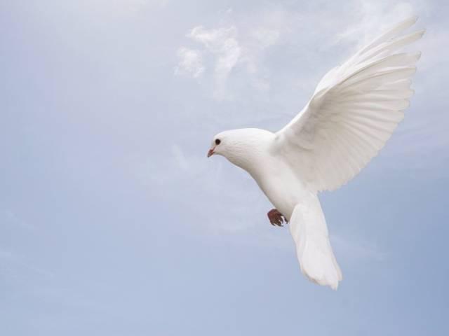 शांति पुरस्कार के लिए भारतवंशी नेहा का नामांकन world-peace-award