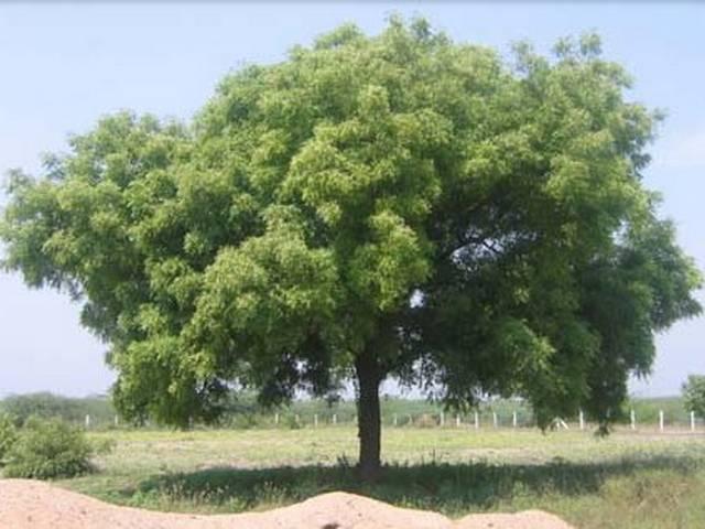नीम का पेड़ काटा, 7 लोगों को जेल neem-tree-jail