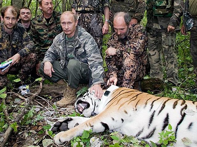 पुतिन का बाघ घूम रहा चीन में! putin’s tiger