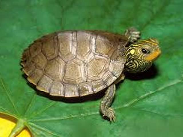 ...और अंडरवियर में से निकला वो, जिसे देखकर आप दंग रह जाएंगे! turtle-underwear-child