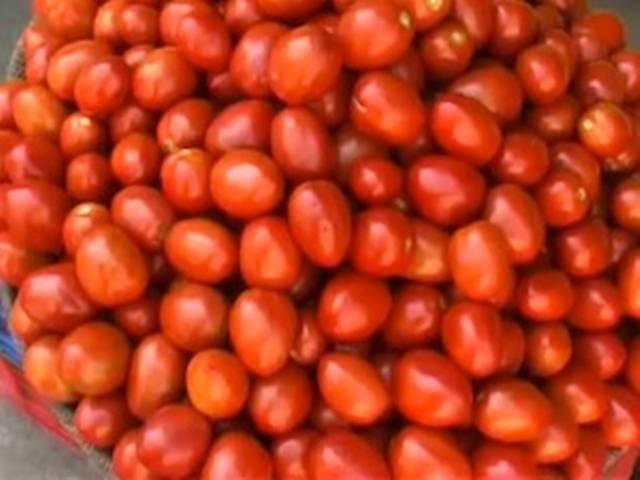 मानसून की बेरुखी के बीच 'लाल' हुआ टमाटर मानसून की बेरुखी के बीच ‘लाल’ हुआ टमाटर