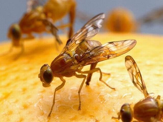 बम को पहचान सकती है फल मक्खी fruit mosquito can identify explosive