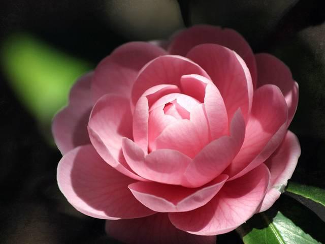 विदेशी फूलों से महकेगी दीवाली! flower-diwali-foreign