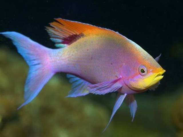 भारत का पहला मछली अस्पताल कोलकाता में खुलेगा first fish hospital in india to be opened in the city of kolkata