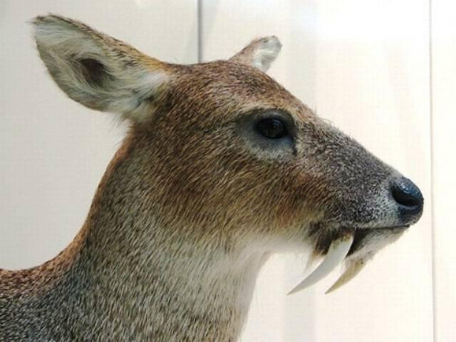 अफगानिस्तान में दिखा लुप्तप्राय पिशाच जैसा हिरण afganistan-deer