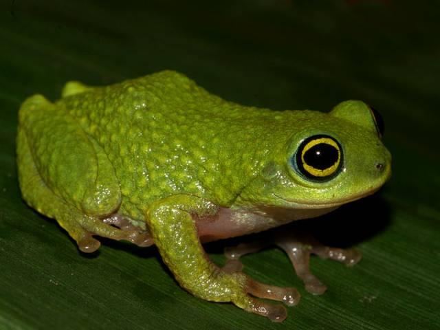 बांस के खोखले तने में प्रजनन करने वाला दुर्लभ मेंढ़क frog in stem