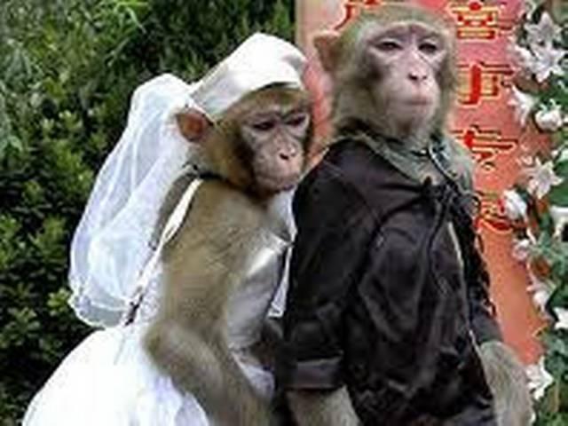बंदर-बंदरिया की शादी में हज़ारों इंसान बने बाराती bihar-monkey-marriage