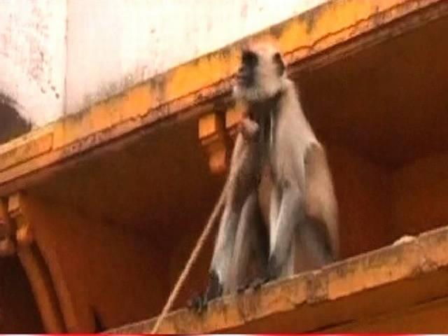 भगवान कृष्ण के सबसे उंचे मंदिर की आधारशिला रखेंगे राष्ट्रपति krishna_highest_temple_foundation