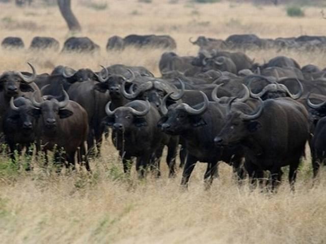 नेपाल: धर्म के नाम पर 5000 भैंसों की बलि Nepal_5000 Buffalo_