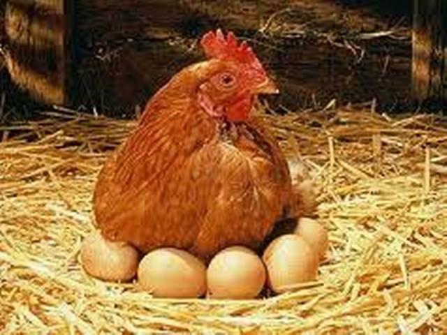 सर्वप्रथम चीन ने मुर्गियों को बनाया पालतू hen pet in china