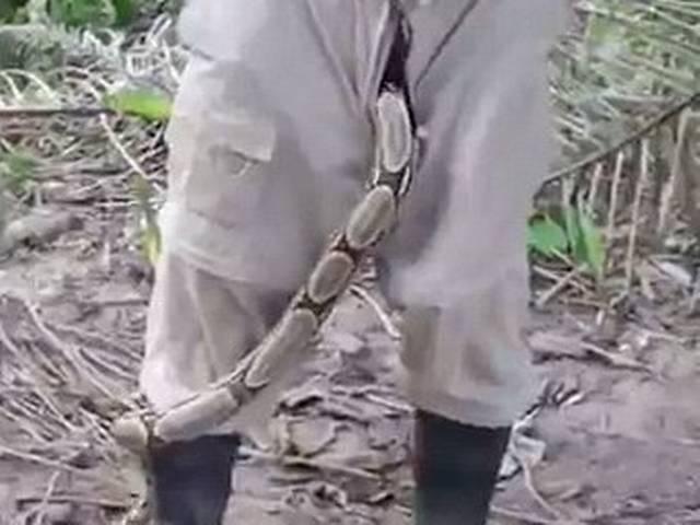 ओ तेरी! पैंट की जिप में से रेंगते हुए निकला एक अजगर The moment a massive boa constrictor slithers out of a man’s trousers
