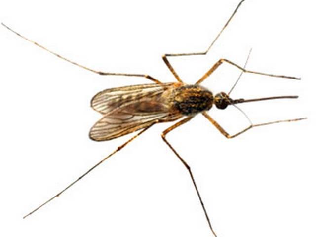 मलेरिया परजीवी कैसे बनता है दवा प्रतिरोधी? Malaria parasite’s drug resistance decoded