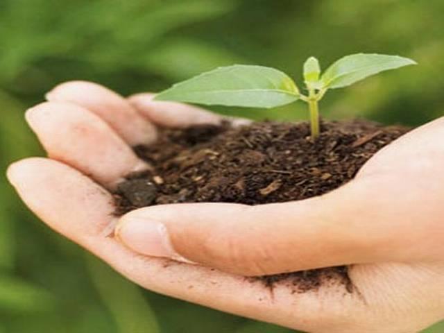 क्या हुआ जब दूल्हे ने रखी दहेज के बदले 250 पौधे लगाने की शर्त? Eco-friendly marriages bring welcome change in Bihar