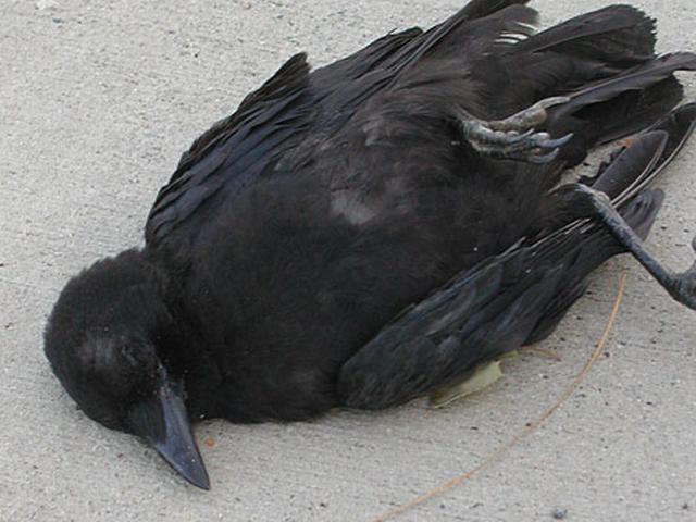 रहस्यमय स्थिति में 300 कौवों की मौत crow