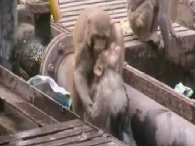 वायरल वीडियो: बंदर ने 'डॉक्टर' बन बचाई अपने साथी की जान monkey-become-doctor-saved-friend-lives
