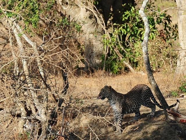 दिल्ली से सटे नोएडा के एक इलाके में तेंदुआ दिखने से दहशत फैली leopard seen in noida, delhi ncr