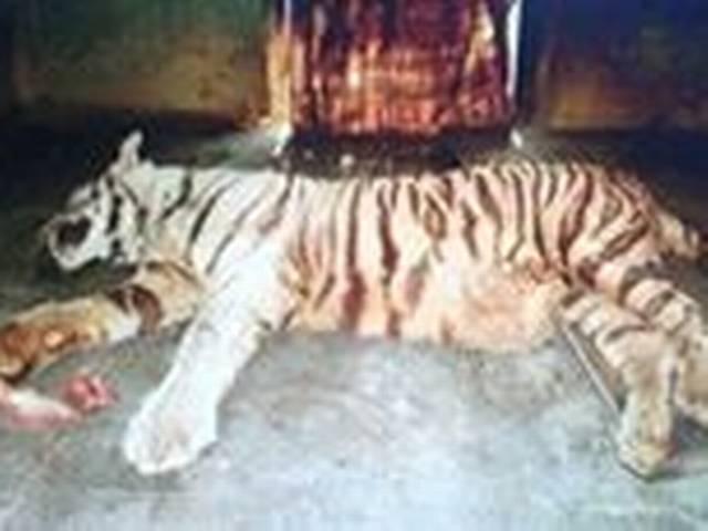 सांप के काटने से जू में सफेद बाघ की मौत snake_tiger_