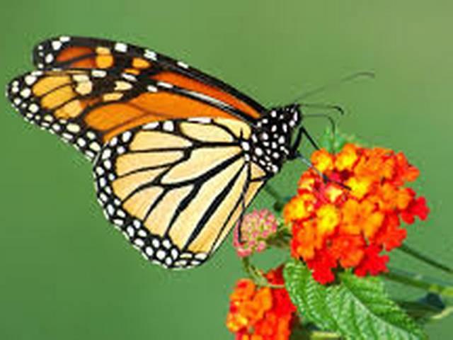 तितलियों को मिलेगा नया नाम butterfly-new-name